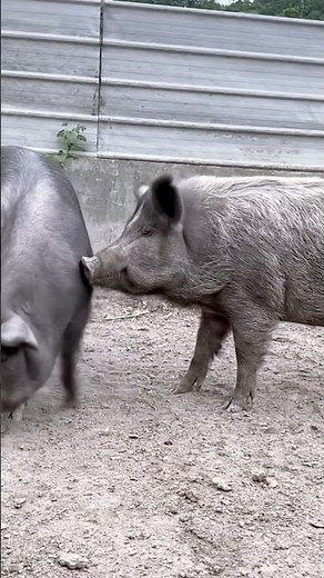 Secrets of pig training a step by step guide@ 33