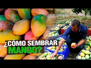 ¿ Cómo sembrar MANGO ? - Paso a Paso 🥭