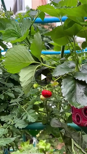#africangrower #freshlifeproduce #verticalhydroponics #verticalfarming #hydroponicfarming #hydroponics #hydroponicsystem #urbanfarming #urbangardening #gardenlovers #gardening #farming #foodsecurity… | Fresh Life Produce
