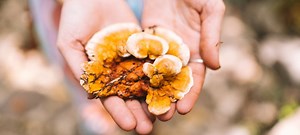 How to Grow Reishi Mushrooms
