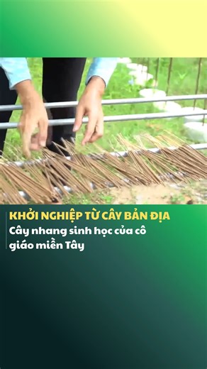 Một cô giáo ở Mỏ Cày Nam đã mất gần 3 năm nghiên cứu nhang sinh học từ cây quao nước - loài cây bản địa từng chỉ để giữ bờ sông. Sản phẩm từng đạt giải khuyến khích cấp quốc gia năm 2017, nhưng cũng có lúc chị thu hồi và đốt bỏ toàn bộ lô hàng ~70 triệu đồng vì chưa đạt chuẩn. Không vội vào siêu thị, không chạy theo số lượng. Chọn chậm mà chắc, làm nhang ít khói, không hóa chất, thân thiện môi trường, đồng thời tạo thêm thu nhập cho người dân địa phương. Một câu chuyện khởi nghiệp xanh rất “Bến 
