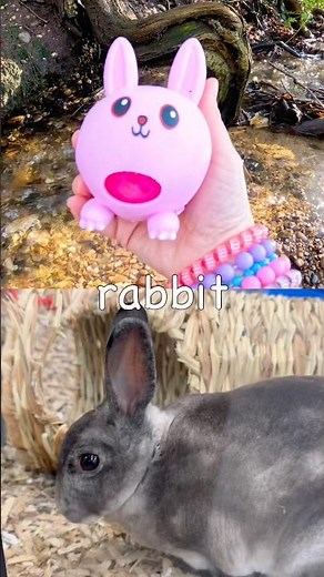 Animal Names for Kids to Learn by the Branch: Hyena Alpaca Warthog Rabbit Moose