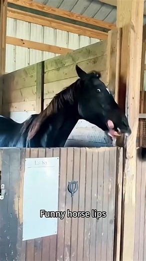 39 reactions · 3 comments | Horse lips | Ragnar Ace | Facebook