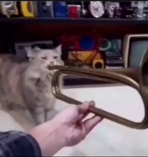 Cat Playing Trumpet - Funny Animal Video Compilation