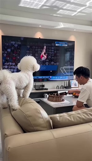 Funny Dog Template for CapCut – Easy Video Edit Idea