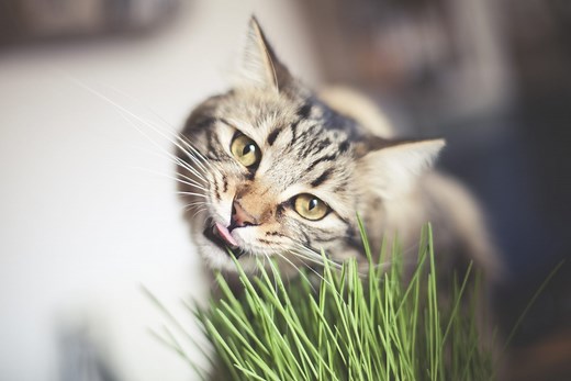 Why Do Cats Eat Grass?