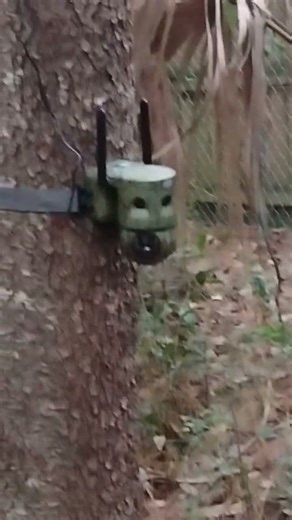raccoon trapping with a trail camera tips and tricks #raccoon #raccoontrapping #hunting #trapping