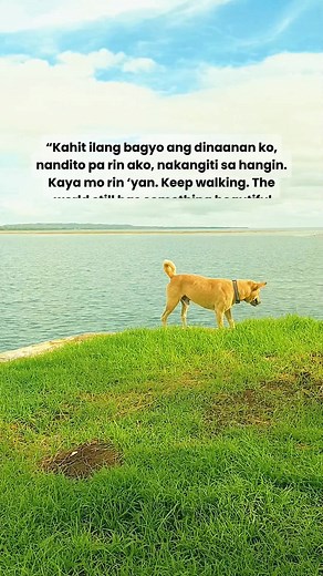 7.7K views · 697 reactions | The world still has something beautiful waiting for you. #kilayandfriends #dogfactsdaily #dogs #petlovers #mansbestfriend #fblifestyle | KILAY and Friends | Facebook