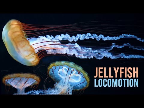 Jellyfish Locomotion