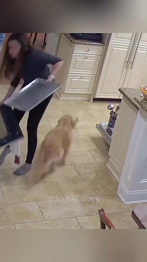 Golden retriever behavior #dog #funny #dogsoftiktok …﻿﻿﻿﻿﻿﻿﻿﻿﻿﻿﻿﻿﻿﻿﻿﻿﻿﻿﻿﻿﻿﻿﻿﻿﻿﻿﻿﻿﻿﻿﻿﻿﻿﻿﻿﻿#viral #dogsoftiktok #funny #pets | Love petcl