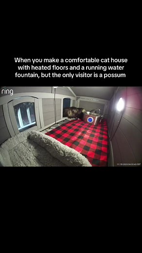 Cozy Cat House Attracts Only a Possum Visitor