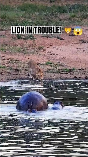 The Tables Turn! Angry Hippo Chases Lion #Shorts #Hippo #Lion #Kapama #Wildlife #Nature #Safari