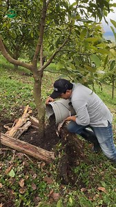 1.2M views · 10K reactions | Atierrando aguacate Hass | Campo Vida | Facebook