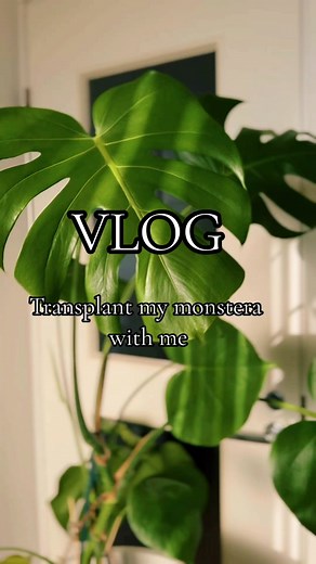 Transplanting Monstera Plant in Big Pots for Spring and Summer | Vlog
