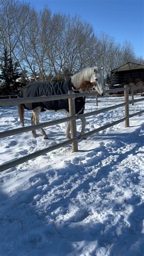 Castin and His Cat - Cute Animal Moments