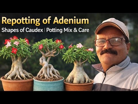 Repotting of Adenium | Shapes of Caudex | Potting Mix & Care🔥 Hashtags#Adenium #AdeniumCare #Caudex
