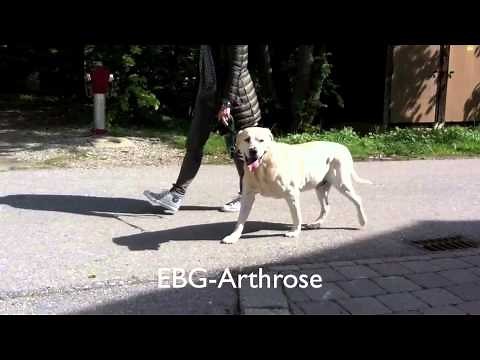 Gangbildanalysen - Tierphysiotherapie dogsphysio von Sabine Harrer