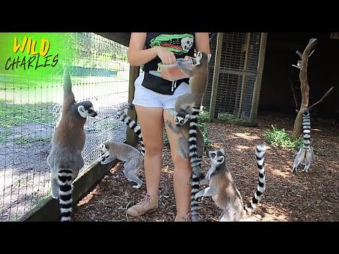 These Playful Lemurs Will Melt Your Heart! 💖 Adorable Antics!