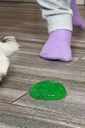 Hilarious Cat Moments That Will Make You Laugh