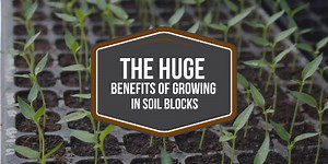 The HUGE Benefits Of Growing In Soil Blocks