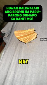 HUWAG BALEWALAIN ANG BROWN NA PARU-PARO! MAY MENSAHE ITO!”#Paruparo #Mystery #SignsAndSymbols #MayIbigSabihin #GoodLuck #SpiritualMeaning #BrownButterfly #ShareMoTo #viewers#viral@highlights #VIRALREELSFB#VIRALREELSFBREELS #MILLIONVIEWS#MILLIONARELIFESTYLE #REELSCHALLENGE #REELSVIRAL #MILLIONVIRESREELS#MILLIONVIEWSREELS#REELSCHALLENGE#FOLLOWERS#REELLSVIRAFACEBOOK#fbreelsfyp #everyone #millionviresreels #viralreelsfb #reelsviral #reelschallenge #viewers #AlamMoBa #lifehacks | Halamang Recipe Ph.