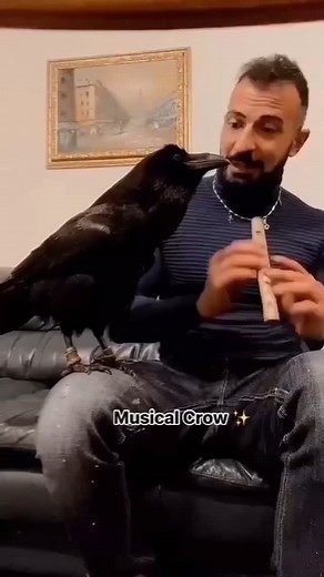 Crows Aholic on Instagram: "Crows, renowned for their remarkable intelligence and adaptability, exhibit fascinating responses to auditory stimuli, including music. These highly cognitive birds possess a sophisticated auditory system, allowing them to perceive and process a wide range of sounds in their environment.Studies have indicated that crows can recognize and differentiate between various tones and melodies, suggesting a level of musical perception beyond simple auditory discrimination. In