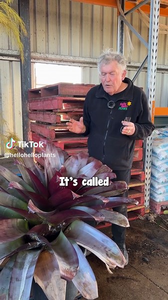 Bromeliad Silver Plum: Spectacular Plant for Your Garden