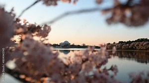 Sunrise at tidal basin (cherry blossom) - Washington DC