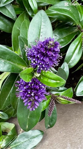 Stunning colors of Malaysian flowers #flowers