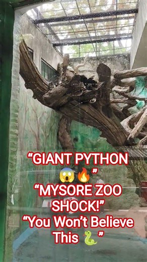 Giant Python at Mysore Zoo 😱 | Rare & Shocking Snake Moments 🐍🔥