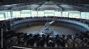Milking cows carousel dairy production facility. Modern parlor interior view.