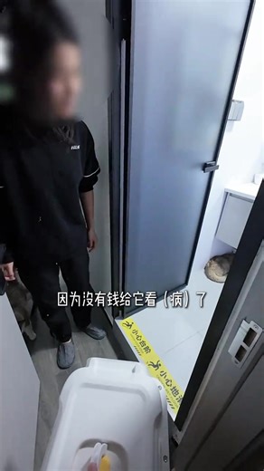 养了3年，说扔就扔，还频频说谎 整个救助的全过程已发，请大家理性看待#弃养 #救助 #金渐层 #尿闭的猫咪 | Fostering Cat