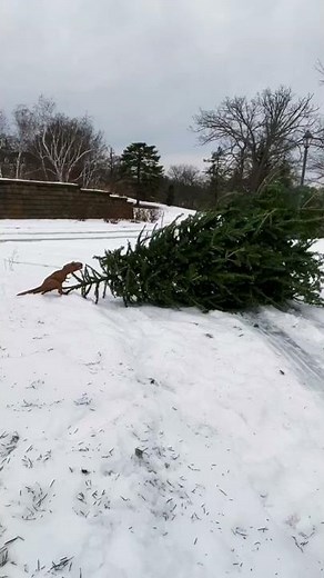 Jurassic World: Rexy & Pals 35 #shorts