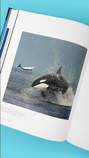 Wild Orcas: A Deep Dive into the World of Killer Whales