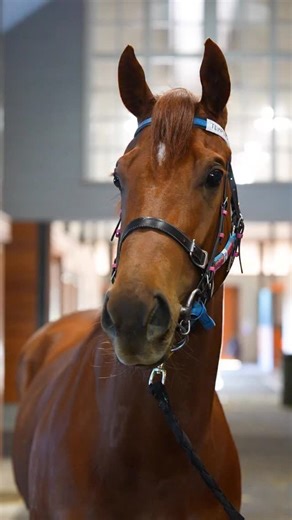 5.6K views · 279 reactions |  Spend the morning with #Tempted (Street Boss) at CMR Racing, Bong Bong Farm, NSW as she gears up for The Everest this Saturday. #TeamGodolphin | Godolphin | Facebook