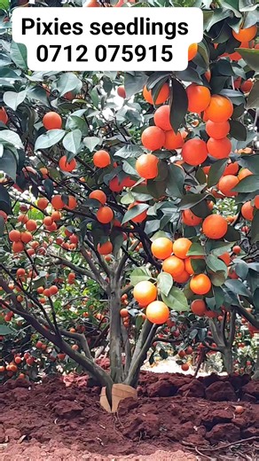 Quality grafted pixies seedlings available @200. We are located along Embu-Nairobi highway at kwa Samaki near sagana gateway. Delivery services available countrywide. Contact 0712 075915 to order | Organic FARM