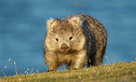 Wombat Teeth: Everything You Need to Know
