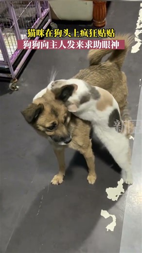 【萌宠】😼黏人小猫咪上线贴贴暴击🐶傻大狗被迫营业生无可恋猫头狂蹭狗头贴贴不停💖修勾委屈巴巴锁死主人求助眼👀狗狗：铲屎的救我！这喵粘头上甩不掉啦🆘#dog #cat ｜China Today 中国头条
