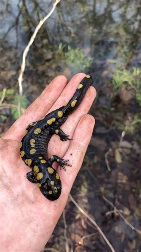 Finding salamanders in the woods #wildlife #nature #salamander