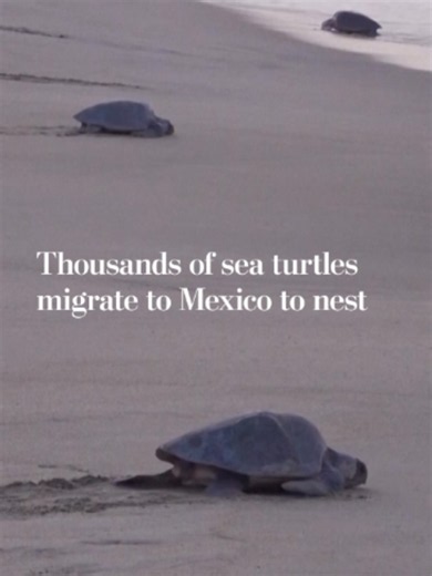 More than 330,000 olive ridley sea turtles arrived at La Escobilla beach in Oaxaca, Mexico, during a mass nesting event known as an “arribada.” Thousands of turtles reached the beach in less than 48 hours to lay their eggs, marking the sixth arribada of the season.