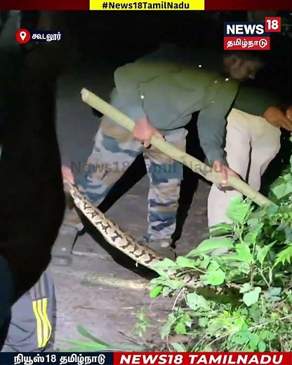 Python | கூடலூர் அருகே ஓவேலியில் உலாவிய 10 அடி நீள மலைப்பாம்பை லாவகமாக பிடித்த வனத்துறையினர் | N18S