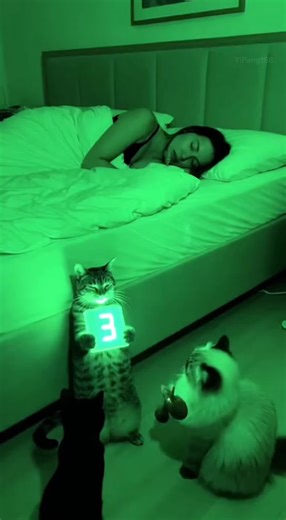 和猫猫一起跨年宠物