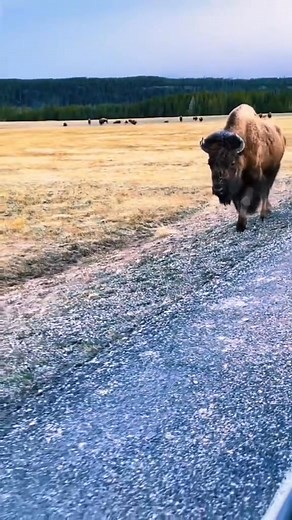 14 reactions | how freaking cute are bison babies ?! : TikTok @ bivadventures | Bison Unity | Facebook