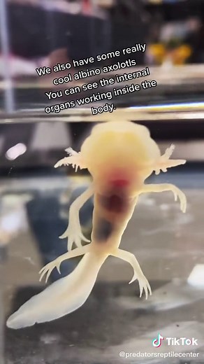 Glow in the Dark Axolotl Varieties