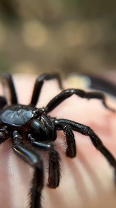 Australia’s Deadliest Spider?! The Sydney funnel web spider is widely understood to be one of the most venomous spiders on earth with a handful of recorded deaths attributed to them. They are heavy bodied Mygalomorphs related to tarantulas and trapdoor spiders that are restricted to the forests of eastern Australia. Generally these spiders are quite defensive, rearing up in an intense and striking threat pose when any semblance of threat rears its head; but this male was unusually calm. Perhaps 