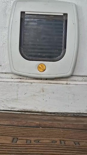 7.7K views · 352 reactions | Best home security - The Cane Corso藍 | Cane Corso. | Facebook