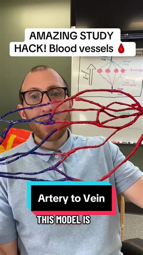 STUDY HACK! Artery to vein connection explained with new anatomy model. Save study time! #studyhack #studywithme #anatomy #nursing #medicine
