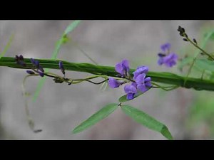 Types of Tropisms in Plants