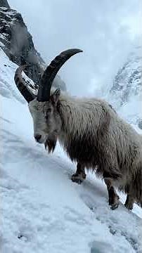 Las CABRAS del HIMALAYA que CAMINAN donde nadie puede | documental de animales