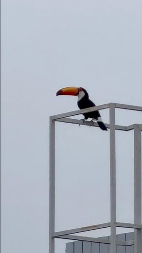 O Tucano conquista uma grande cidade do Brasil! #aves